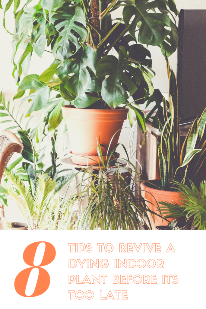 8 Top Tips to revive a DYING plant before its too late